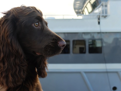 Image for article Bespoke superyacht veterinary service launched